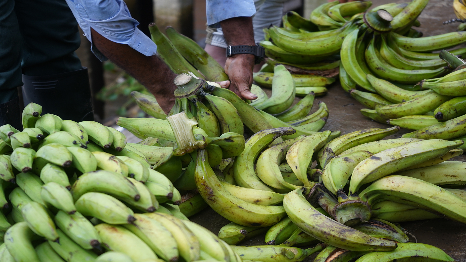 El plato es la base de la alimentación en las regiones de consejos comunitarios de Nariño. 