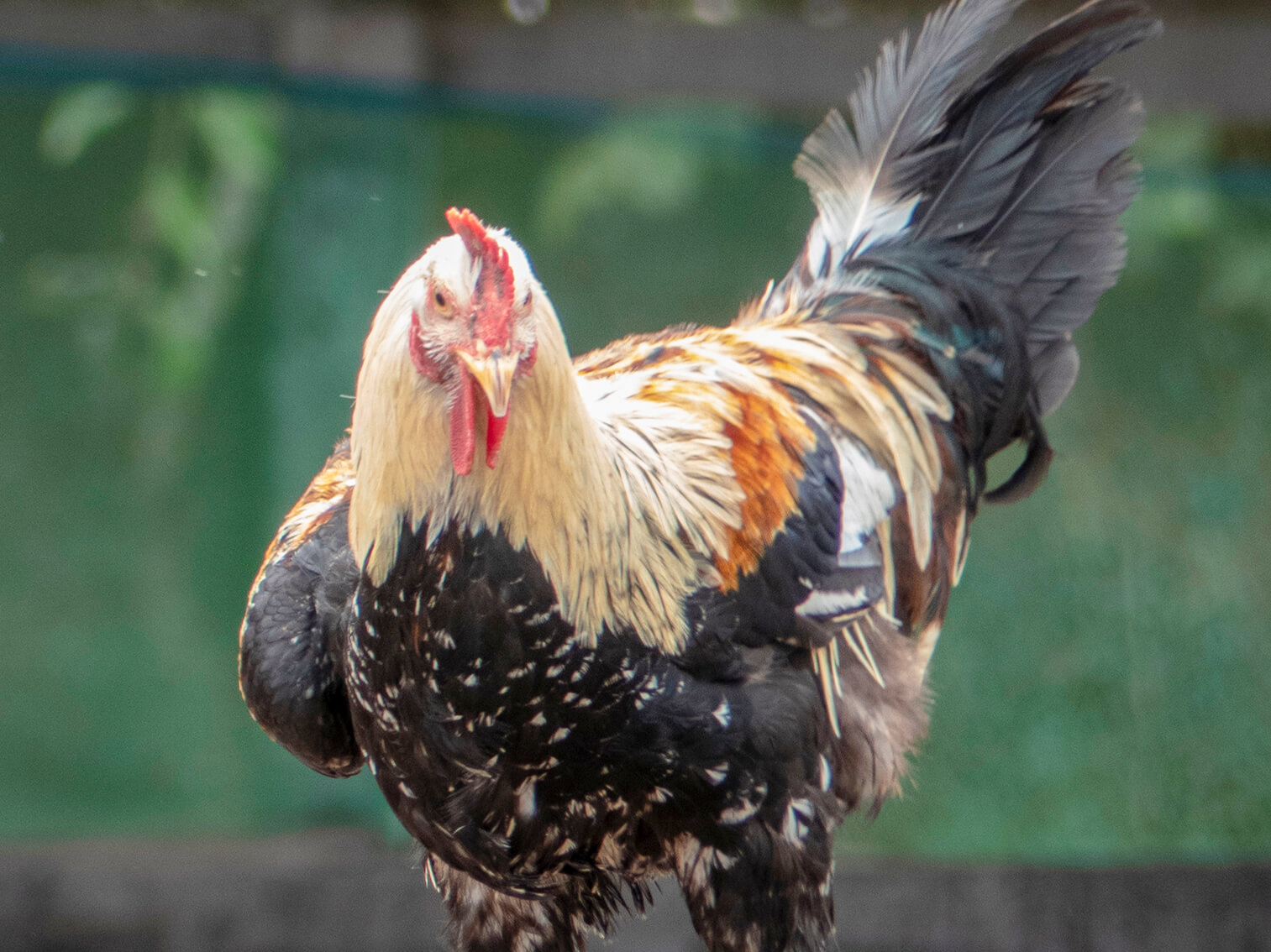 Un gallo grande de diverso plumaje está parado sobre un tronco de madera. Observa a su alrededor.